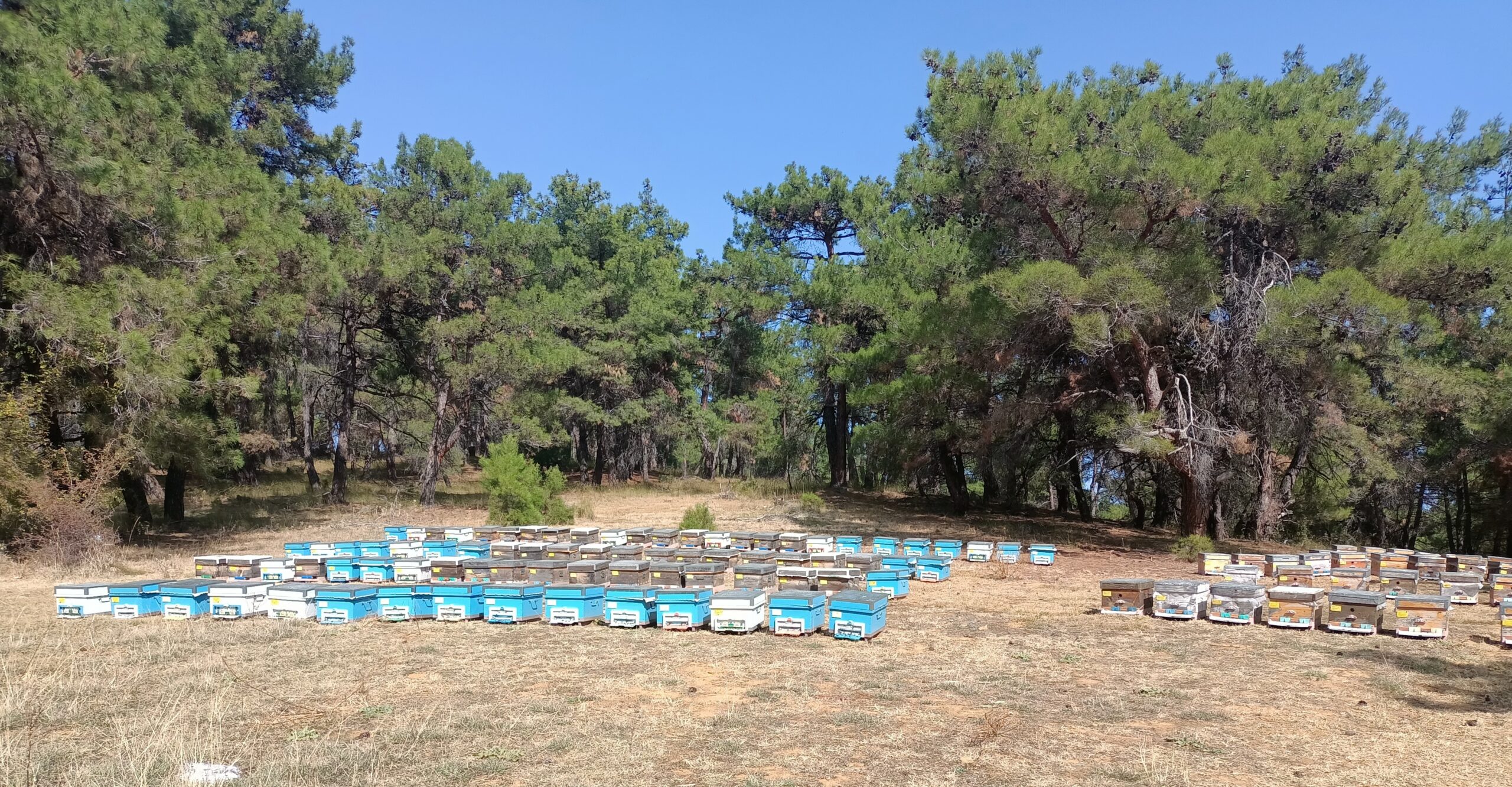 Geyik Baba Bal Doğal Arı Ürünleri Çanakkale Ezine Geyikli Kazdağları