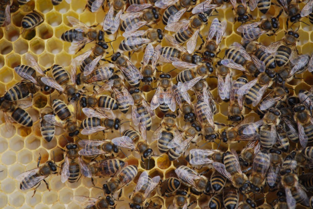 Close-up view of bees working in a honeycomb, showcasing the intricate hive structure.