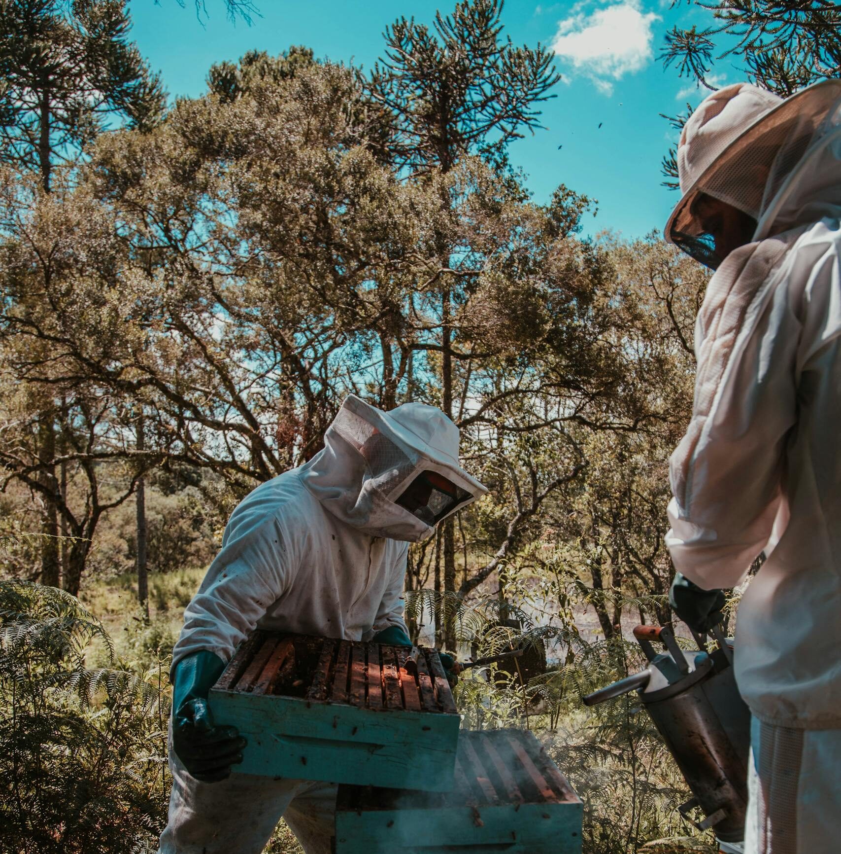 Two beekeepers in full suits tending to beehives in a sunlit forest, emphasizing nature and agriculture.