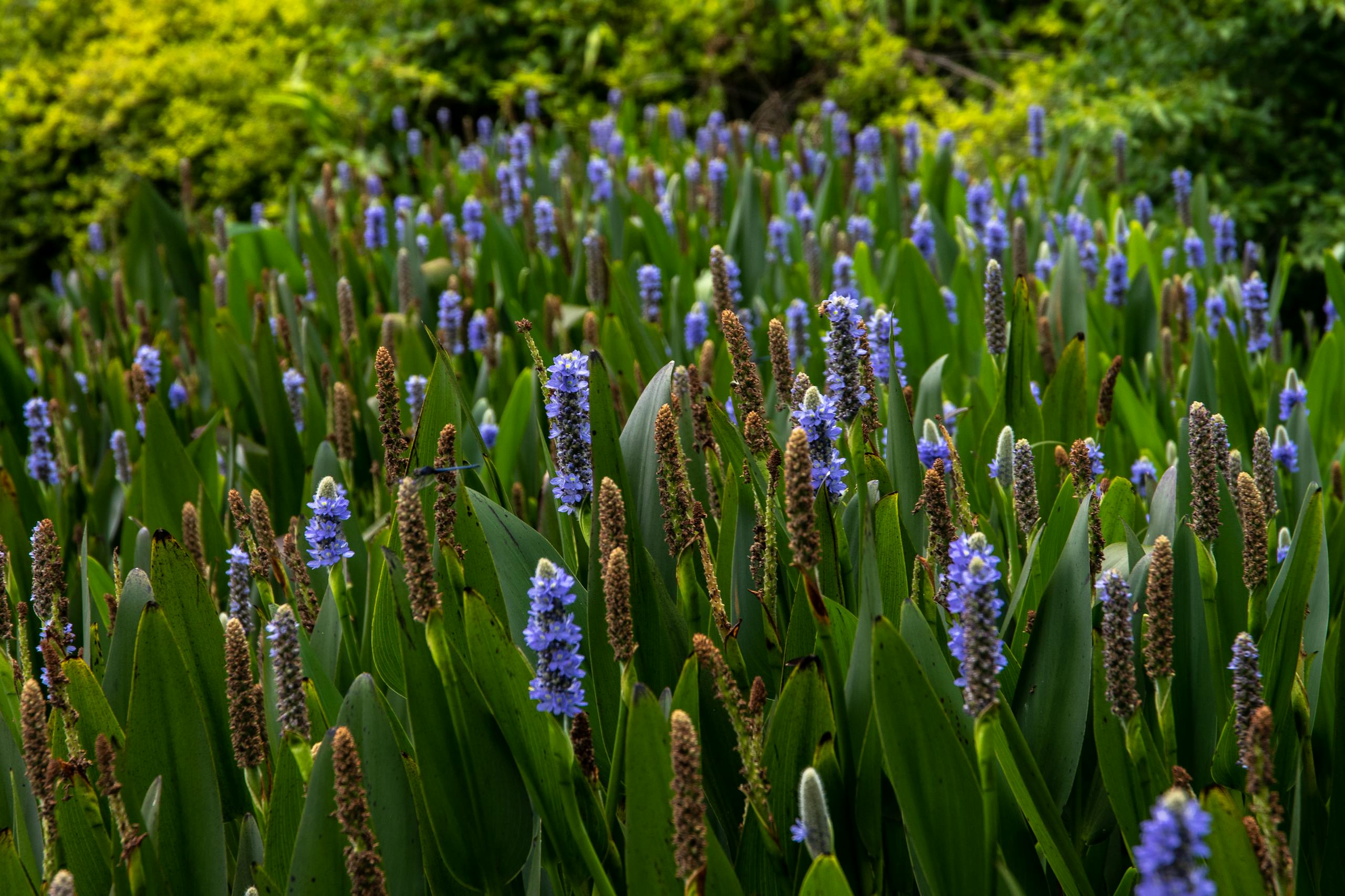 Vibrant pickerelweed flowers with lush green leaves in a sunlit garden.